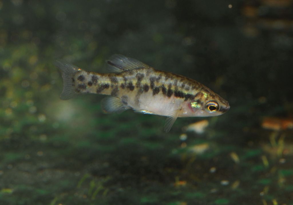 Zoogoneticus purhepechus | goodeidworkinggroup.com